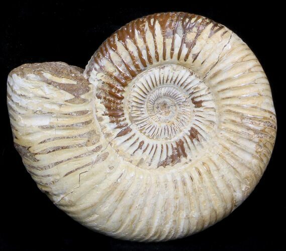 Perisphinctes Ammonite - Jurassic #36934